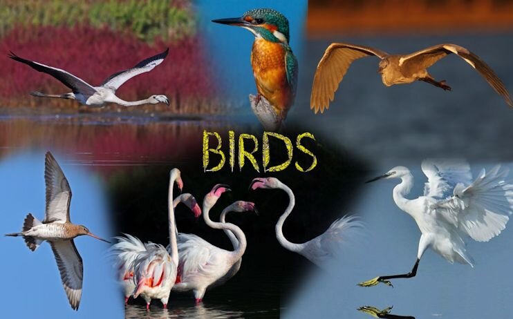 MOSTRA FOTOGRAFICA "Birds" 